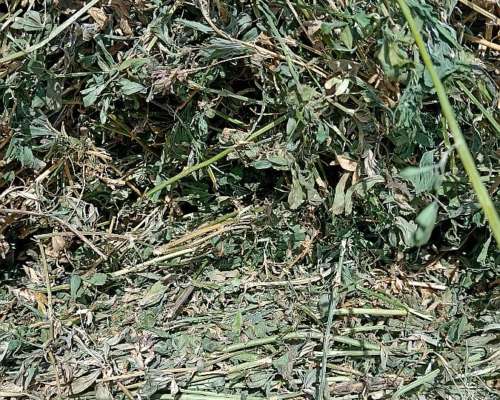 Rollos de Alfalfa 2026