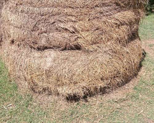 Rollos Buenos de Festuca