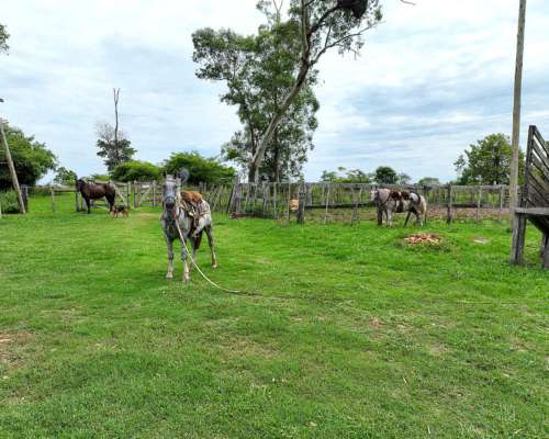 Pcia. de Corrientes - Alvear 560 Has