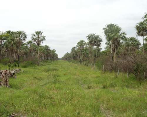 Campo 3180 Has en Pastoril- Formosa