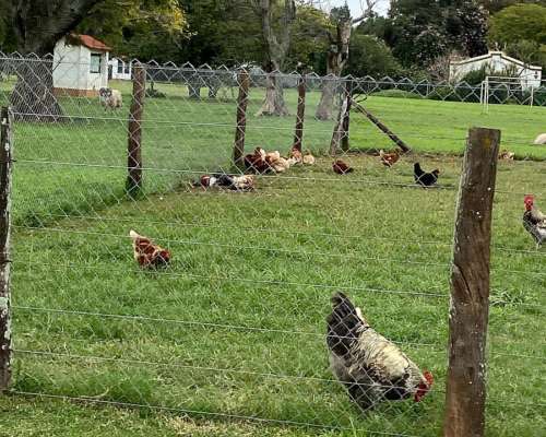 Peon General en Campo Agricola Ganadero