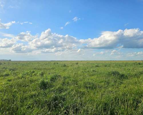 Campo Mixto Rauch 650 Ha