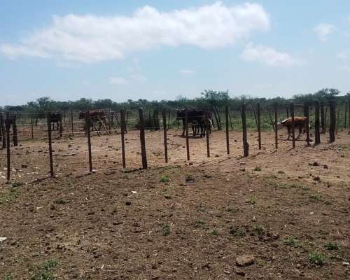 Ezn Venta Campo Ganadero 700
