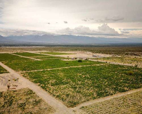 Pcia. de Salta - San Carlos 315 Ha