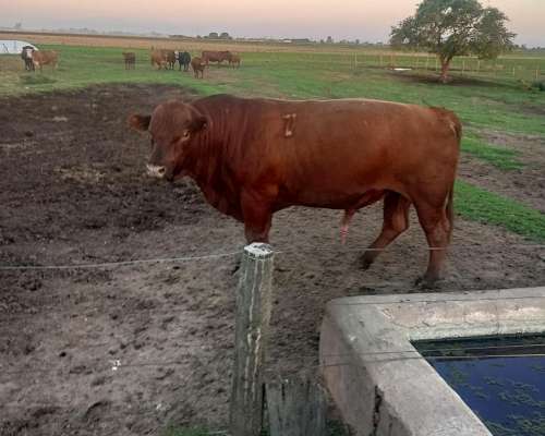 Toros Angus Mansos Disponibles