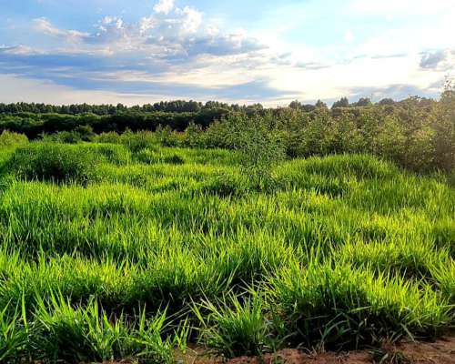 Campo Mixto de 14000 Hectareas Concepción Corrientes