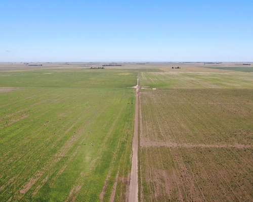 1520 Has Coronel Dorrego, Buenos Aires - Agrícola - Venta