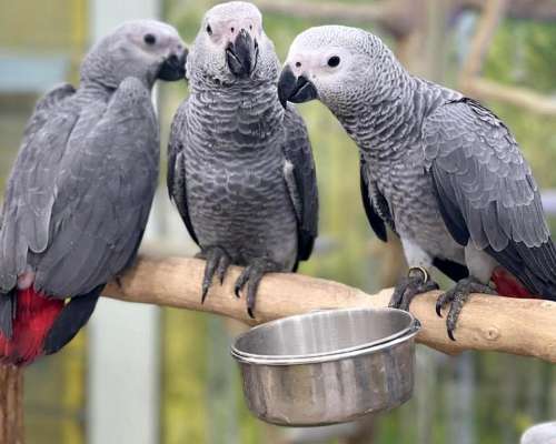 Loros Grises Africanos Bebés y Adultos Disponibles a Precios