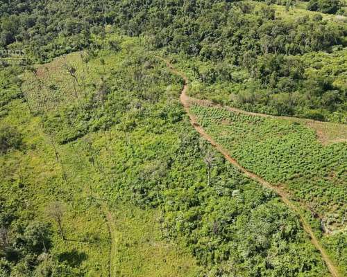 Chacra en Santo Pipo, 44 Ha Forestación, Yerba y Monte