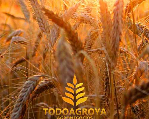 Rejon Carpimax para Abulonar en Arco/timon Cincel 72cm