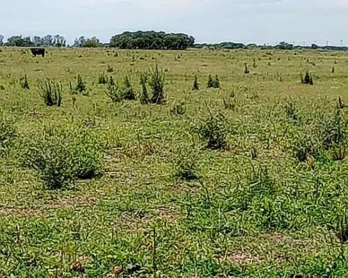 Alquilo Campo Ganadero en Angelica
