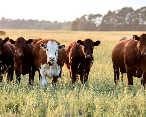 Busco Alquilar Campo Mixto de 500 a 1200h