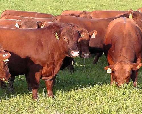 Compro Hacienda Gorda Liviana