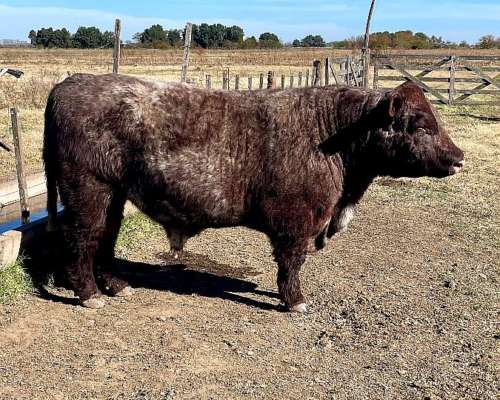 Toro Shorthorn Puro Controlado