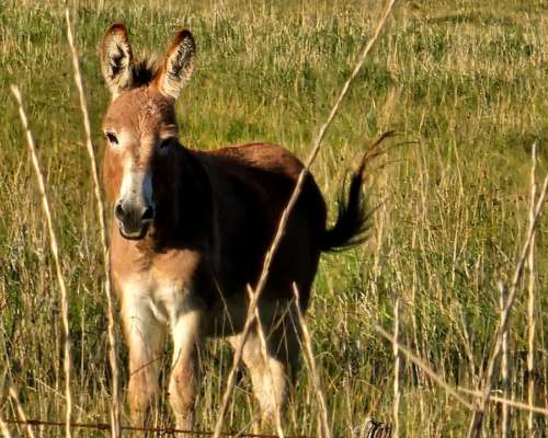 Campo Venta Mixto 3900 Ha Tandil AYA