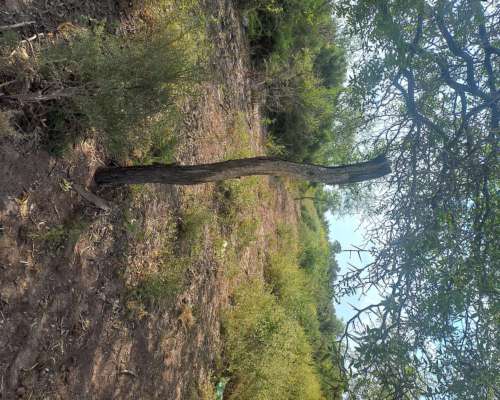 Vendo 56 Hectáreas. Colonia Dora