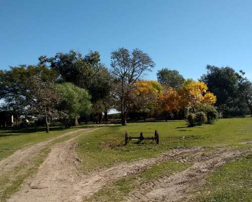 Arriendo 135 Has de Monte Natural Sobre Asfalto