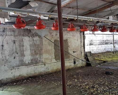 Bebederos y Comederos para Galpón de 70 Metros