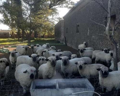 Vendo 25 Borregas Hampshire Down PPC . Boleta y Guía. Zona