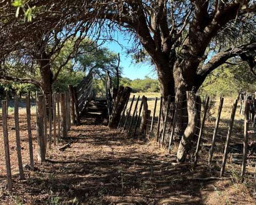 4855 HS. Ganaderas en Algarrobo (BS As).