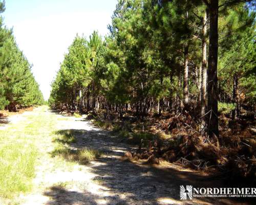 Concepción, Corrientes - 2.793 Ha