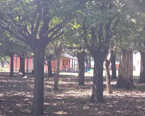 Campo Venta Casalins Pila 268ha