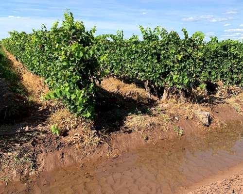 Finca Productiva en Venta 25 HA– Colonia los Álamos, Maipú