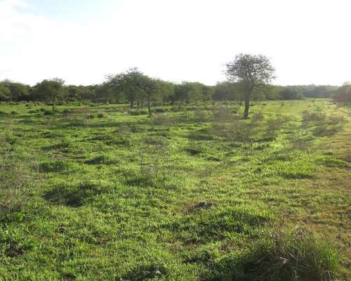 1.239 Has - en Venta - Federal - Entre Ríos