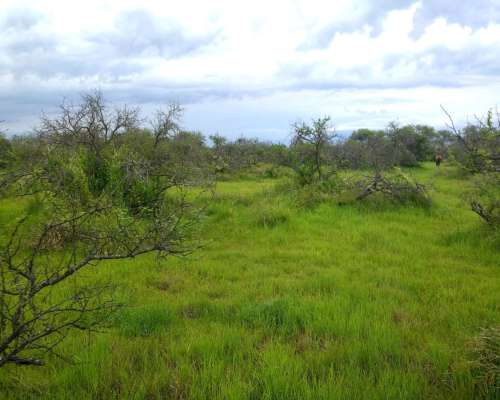 Vendo Campo Ganadero 10.000 Has.