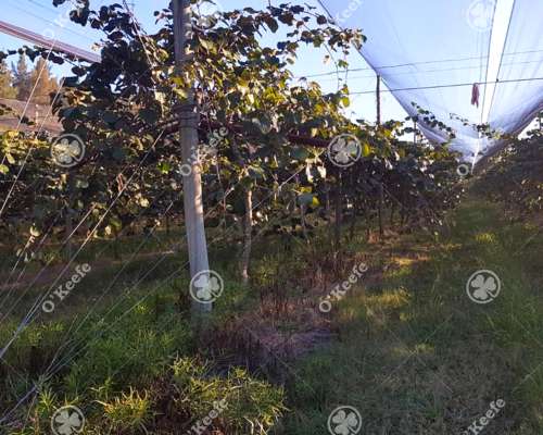 Chacra en Venta de 32 Has en San Pedro. Producción de Kiwi.