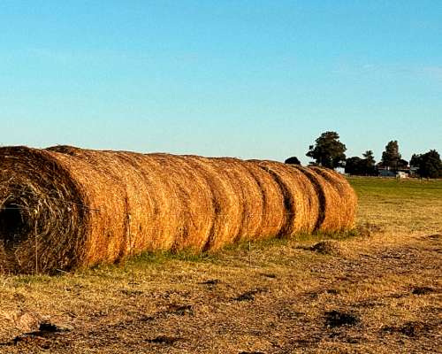 Arocena 230 Has Ganaderas. Instalaciones. Campo en Venta