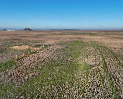 Pcia. de Buenos Aires - Carmen de Areco 66 Has