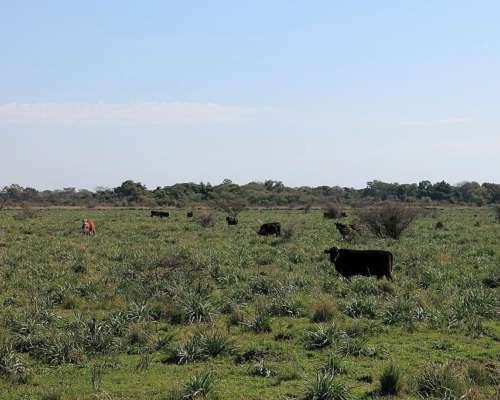 Ctes0028 Venta 7.000 HA. Ganadero Saladas