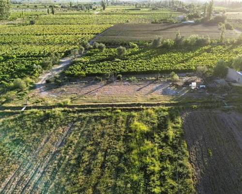 Finca 5.5 Ha con D° de Riego, Junin, Mendoza