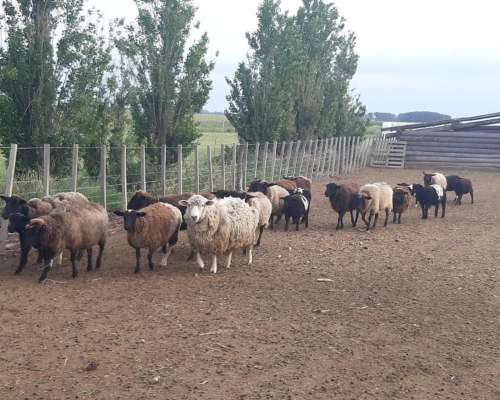 Majada de Ovejas y Corderos