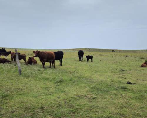 440 Ha Argerich, Sobre Ruta