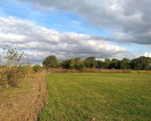 Alvear - 35 Ha - Santa FE