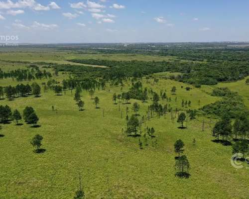 Se Vende Campo de 860 Ha Santo Tomé Corrientes.
