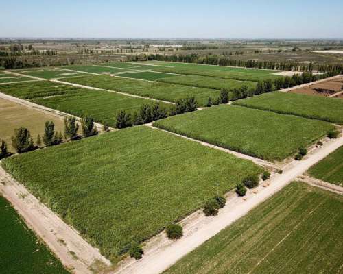 Alfalfas WL - WL 1058