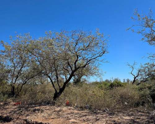 Vendo Campo en Colonia Dora 56 Has Santiago del Estero
