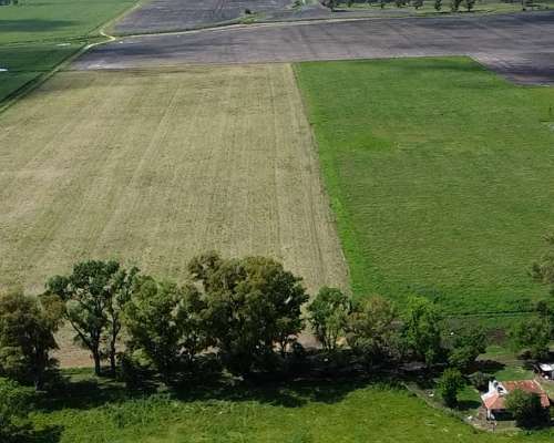 77 Hectáreas Sobre Ruta N°5 – Suipacha (bs. As.)