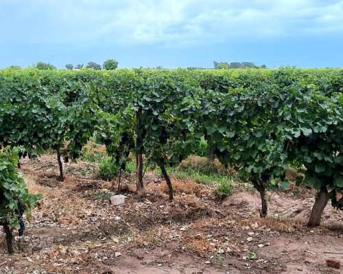 Finca Productiva en Venta 25 HA– Colonia los Álamos, Maipú