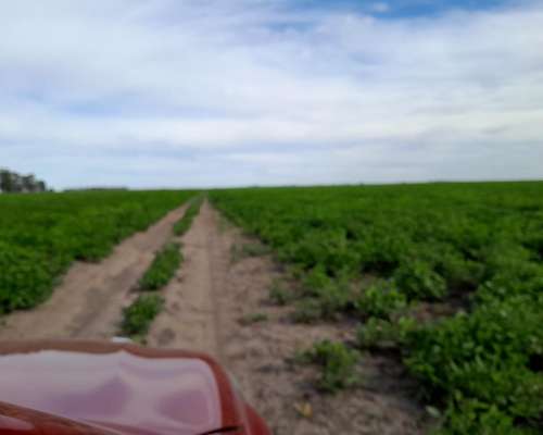 822 Has Agríc Total Soja,maíz Trigo Producc en Zona Buchardo