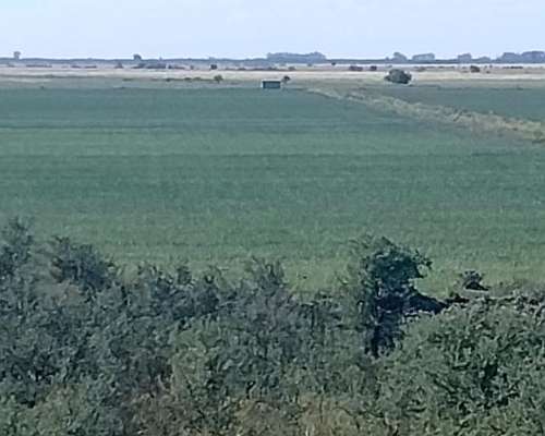 Gran Estancia con Riego, 1600 Ha en Pedro Luro - Pcia BS AS