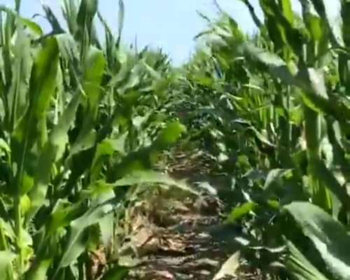 Campo Agrícola 168 Has - a 8 km de San Bernardo Chaco