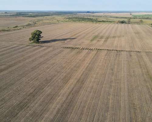 220 Hectáreas Campo Agrícola en Gualeguaychú.