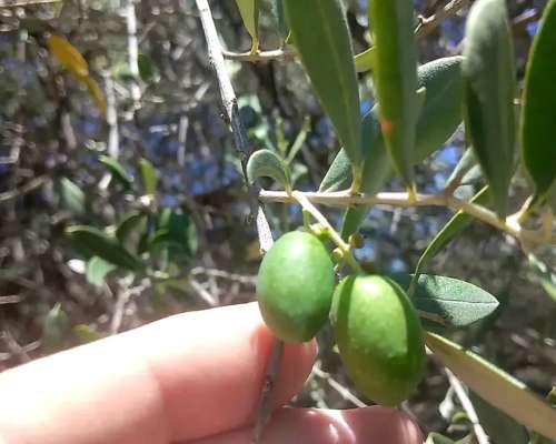 Linda Finca con Producción para Aceite ,5,6 Hectáreas