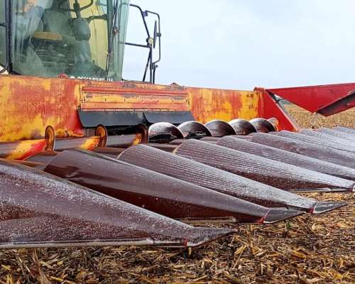 Maicero Mainero 2000, año 2008 de 11 a 52 cm