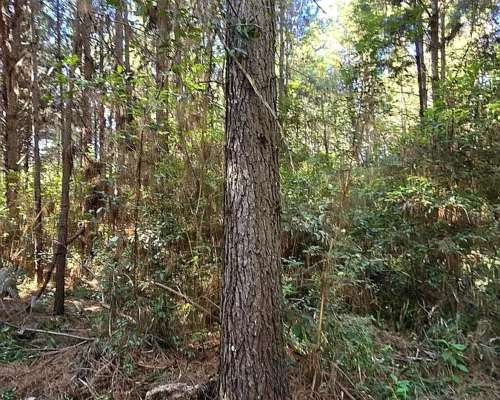 Se Vende 60 Ha con Pino y Arroyo Misiones.