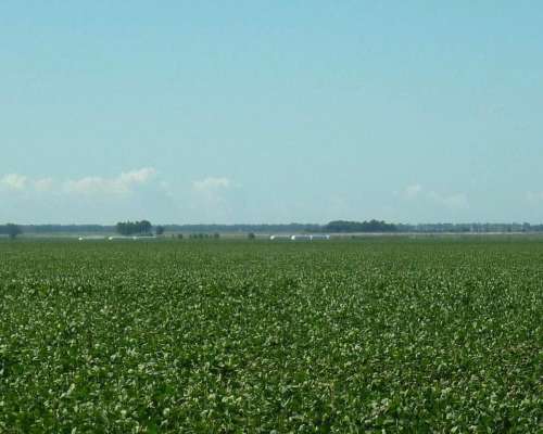 Coronel Dorrego, Buenos Aires - 1.748 Ha